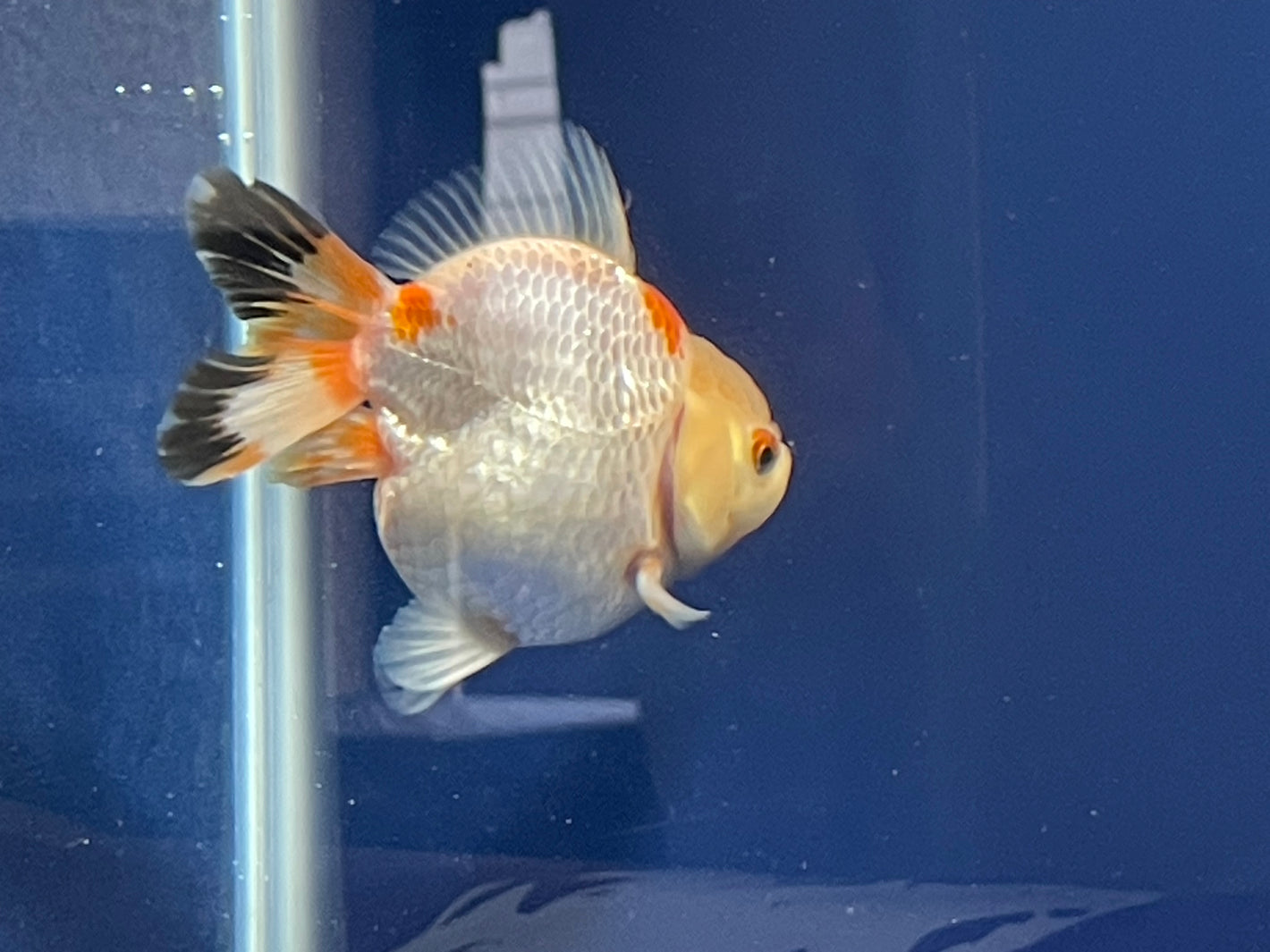 Thai  Oranda Tricolor