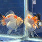 Thai  Oranda Tricolor