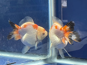 Thai  Oranda Tricolor