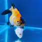 5 Babies Thai Oranda goldfish 1.75 inc