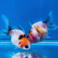 5 Babies Thai Oranda goldfish 1.75 inc