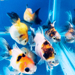 5 Babies Thai Oranda goldfish 1.75 inc