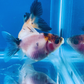 5 Babies Thai Oranda goldfish 1.75 inc