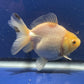 Thai Oranda White