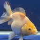 Thai Oranda White