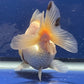 Thai Oranda White