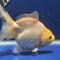 Thai Oranda White