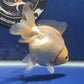 Thai Oranda White