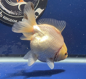 Thai Oranda White