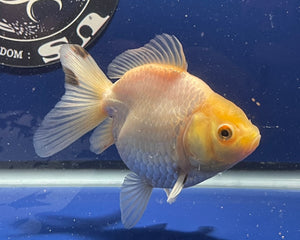 Thai Oranda White