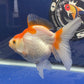 Red White Oranda