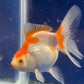 Red White Oranda