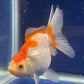 Red White Oranda