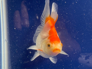 Red White Oranda