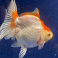 Red White Oranda