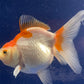 Red White Oranda