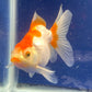 Red White Oranda