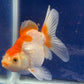 Red White Oranda