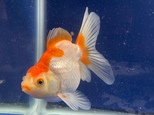 Red White Oranda