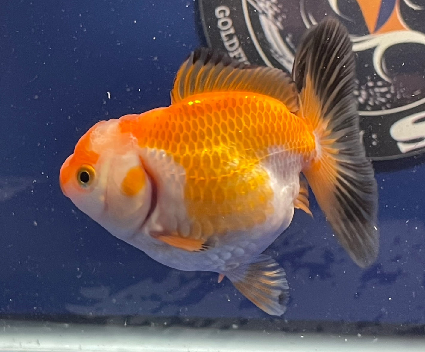 Thai Oranda Tricolor