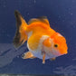 Thai Oranda Tricolor