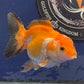 Thai Oranda Tricolor