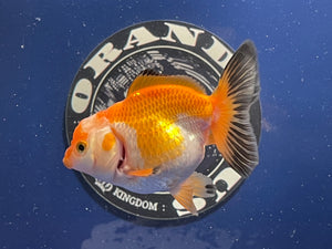 Thai Oranda Tricolor