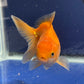 Red  Oranda