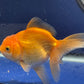 Red  Oranda