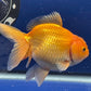 Red  Oranda