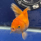 Red  Oranda