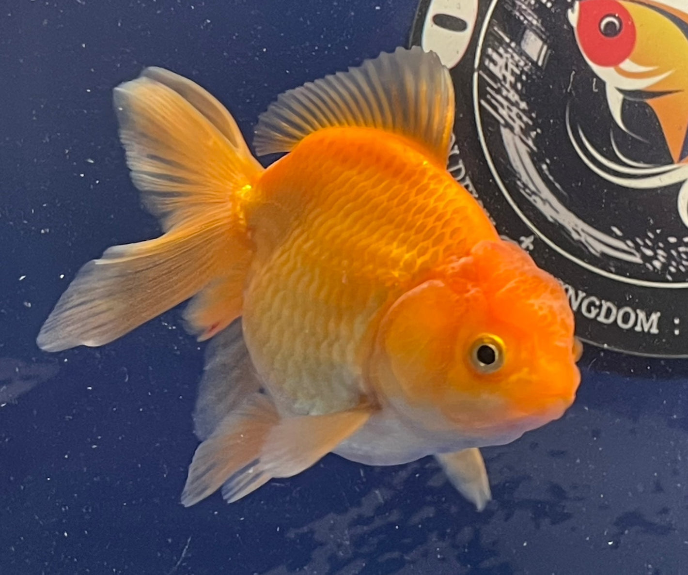 Red  Oranda