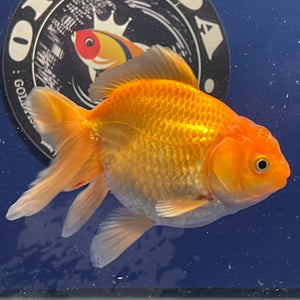 Red  Oranda