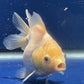 Thai Oranda White