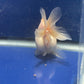 Thai Oranda White