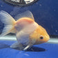 Thai Oranda White