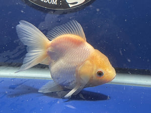 Thai Oranda White