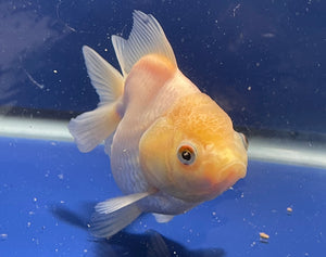 Thai Oranda White