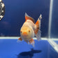 Red White Oranda