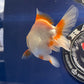 Red White Oranda