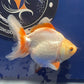 Red White Oranda