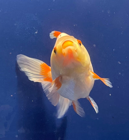 Red White Oranda