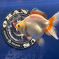 Red White Oranda