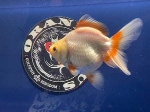 Red White Oranda