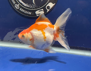 Red White Oranda