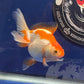 Red White Oranda