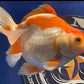 Red White Oranda