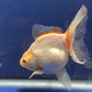 Red White Oranda