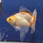 Red White Oranda