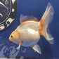 Red White Oranda